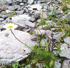 Tripleurospermum ambiguum