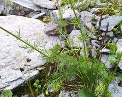 Tripleurospermum ambiguum