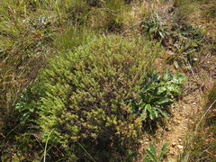 Ursinia dentata
