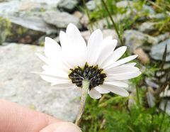 Tripleurospermum ambiguum