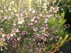 Erica spumosa