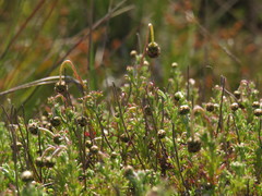 Ursinia dentata