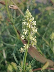 Reseda lutea