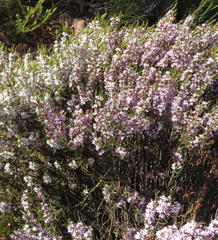 Agathosma pungens