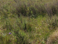 Chlorophytum graminifolium