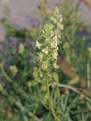 Reseda lutea