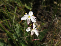 Chlorophytum graminifolium