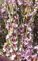 Agathosma pungens