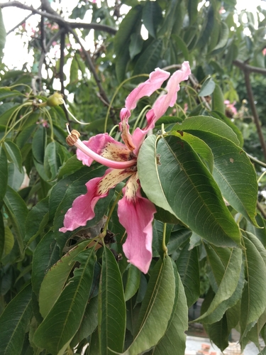 Florettseidenbaum (Ceiba speciosa): Herkunft und Verwendung — Foto 1