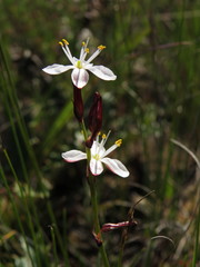 Chlorophytum graminifolium