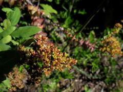 Crassula perforata perforata