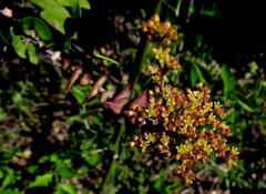 Crassula perforata perforata