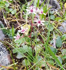 Micranthes melaleuca