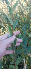 Salix kochiana