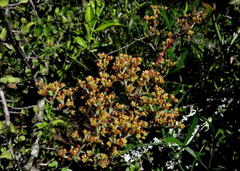 Crassula perforata perforata