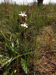 Chlorophytum graminifolium