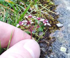 Micranthes melaleuca