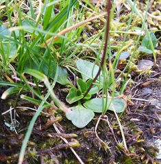 Micranthes melaleuca