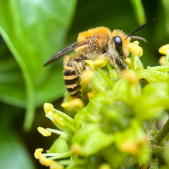 Colletes hederae