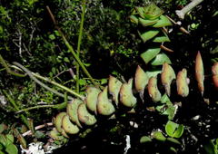 Crassula perforata perforata