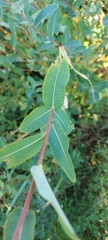 Salix kochiana