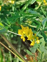 Medicago falcata