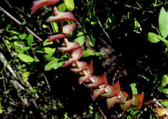 Crassula perforata perforata