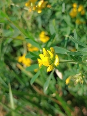 Medicago falcata