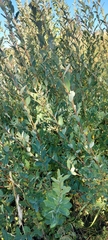 Salix kochiana