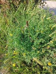 Medicago falcata
