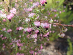 Erica spumosa