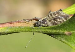 Sciobius