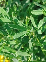 Medicago falcata