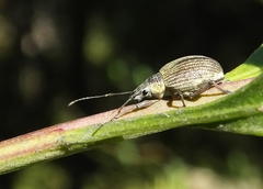 Sciobius