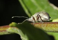 Sciobius