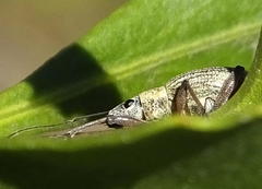 Sciobius