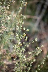 Artemisia sieversiana