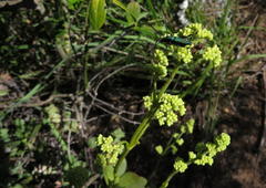 Crassula cultrata