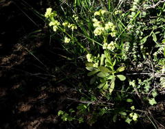 Crassula cultrata