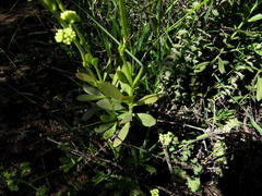 Crassula cultrata