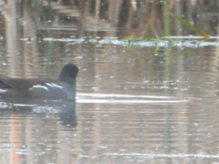 Gallinula galeata