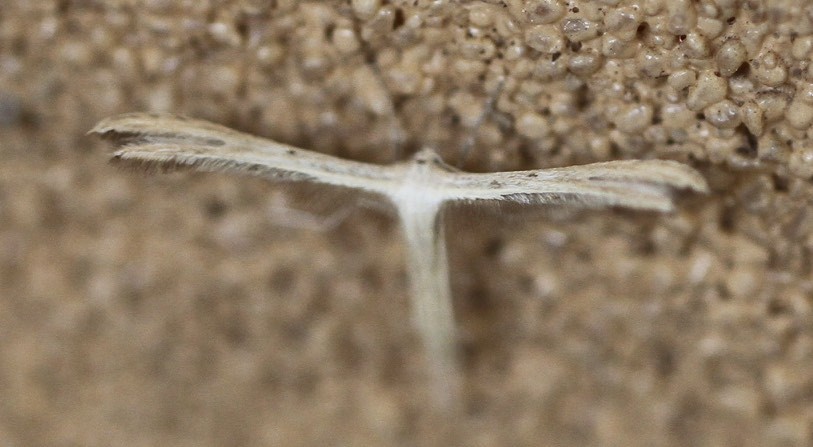 Marasmarchini