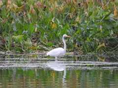 Ardea alba