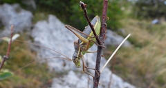 Ephippiger persicarius