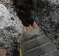 Ephippiger persicarius