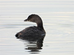 Podilymbus podiceps