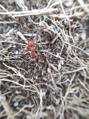 Formica truncorum