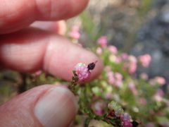Erica spumosa