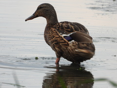 Anas platyrhynchos
