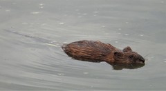 Ondatra zibethicus